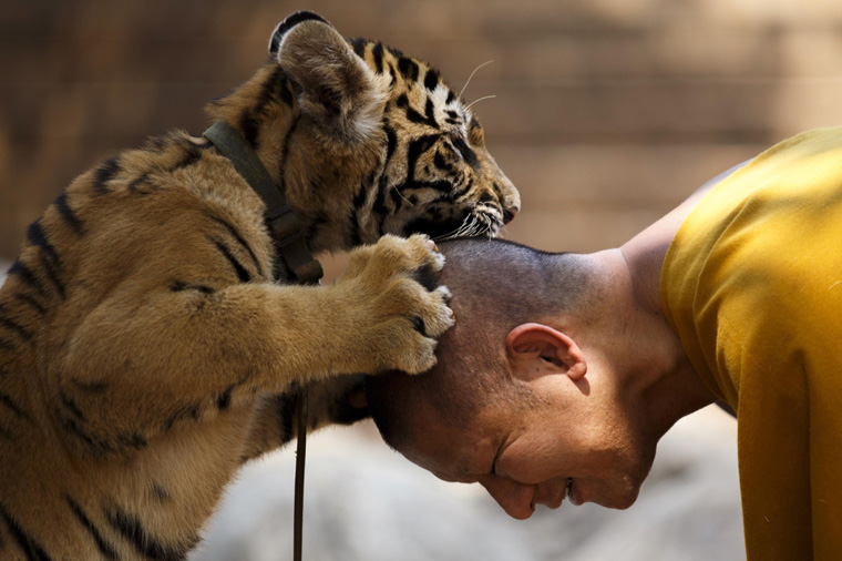 Buddhist monk plays with a tiger at the Wat Pa Luang Ta Bua, otherwise known as Tiger Temple, in Kanchanaburi province