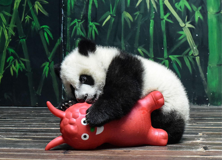 Five Month Old Giant Panda in China