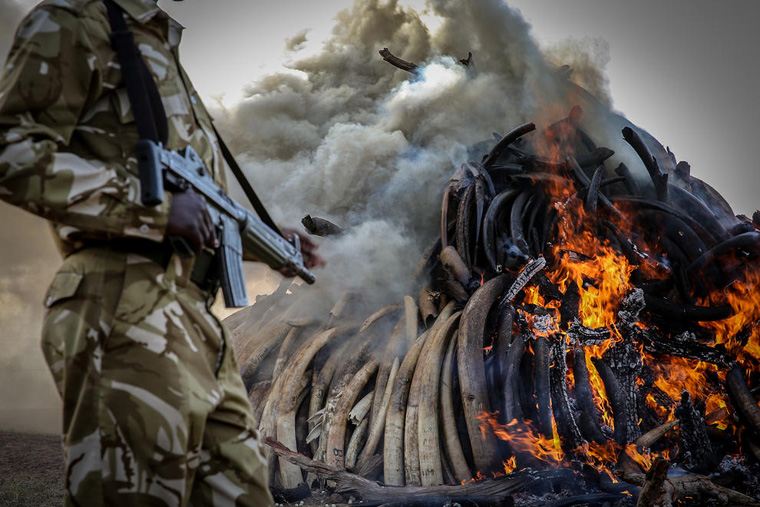 Kenya Destroys 15 Tons Of Ivory From Poachers