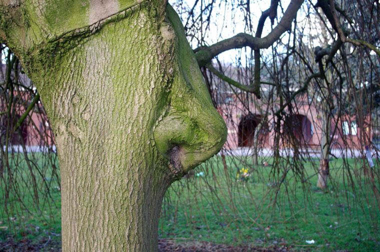 Tree Nose