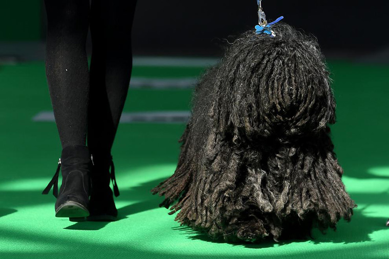 Dog Show in the United Kingdom