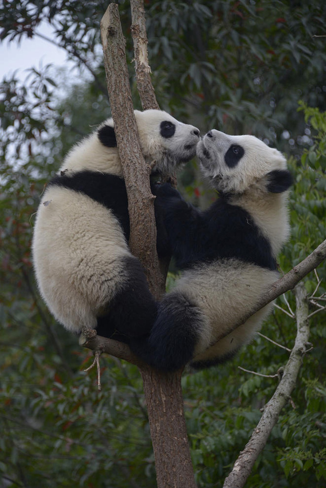 Giant Pandas Play in the Forest in China