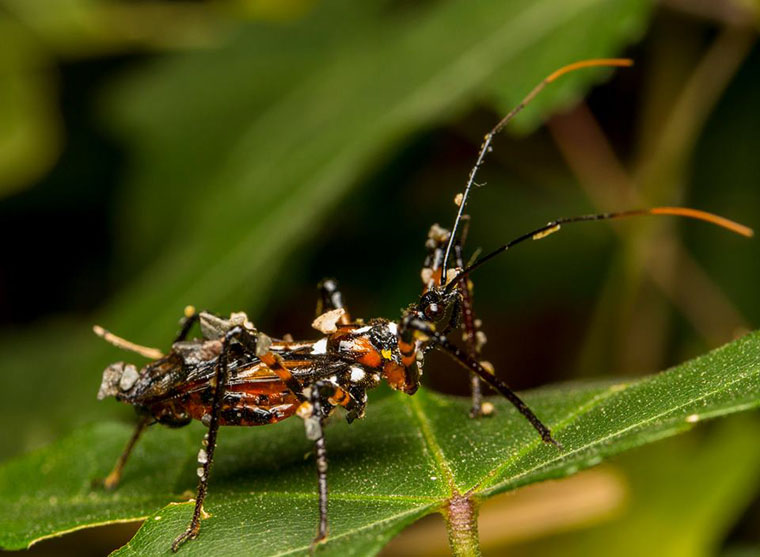 Reduviidae_camouflaged_with_debris
