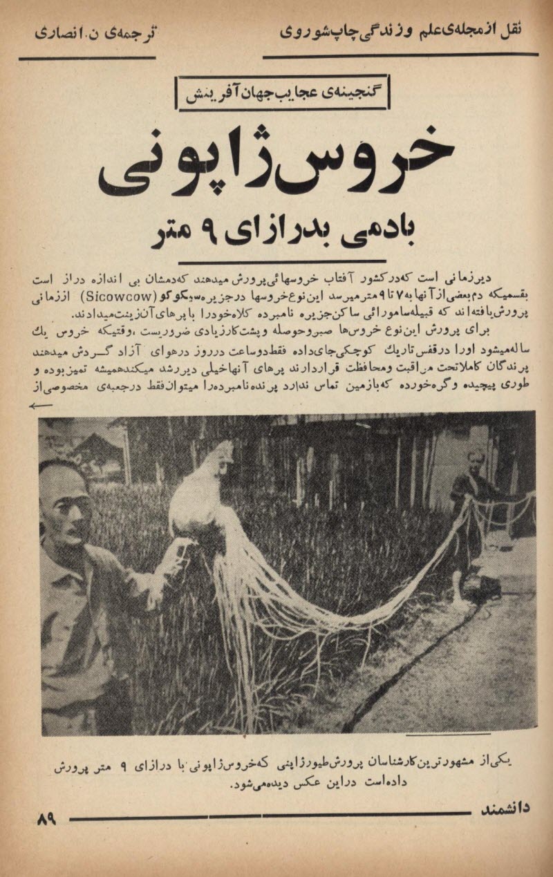 خروس ژاپنی
